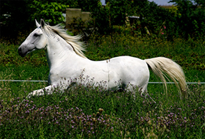 Lusitano 50  (36)